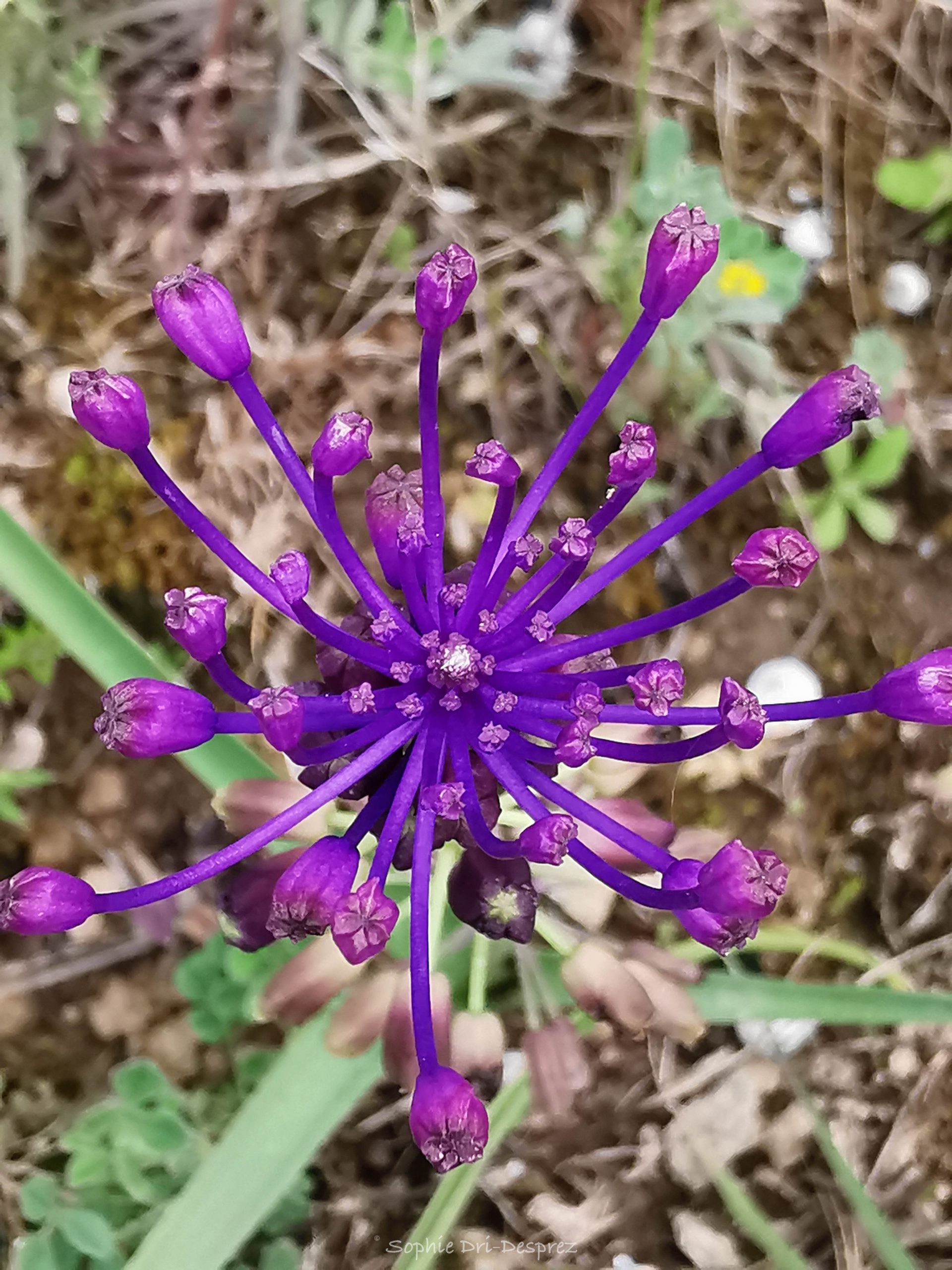 Muscari à toupet