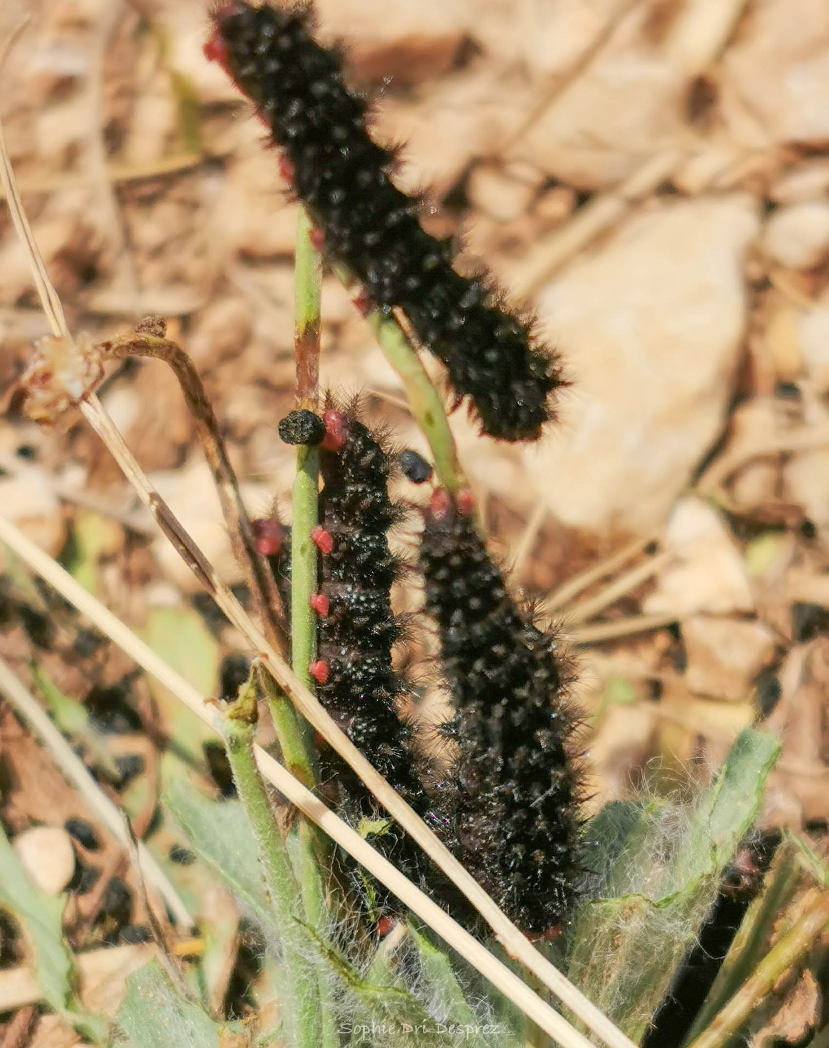 Chenilles de la mélitée du plantain