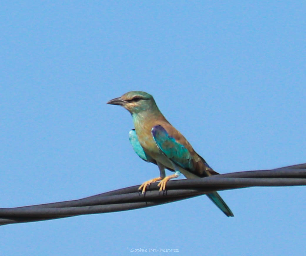 L’oiseau bleu