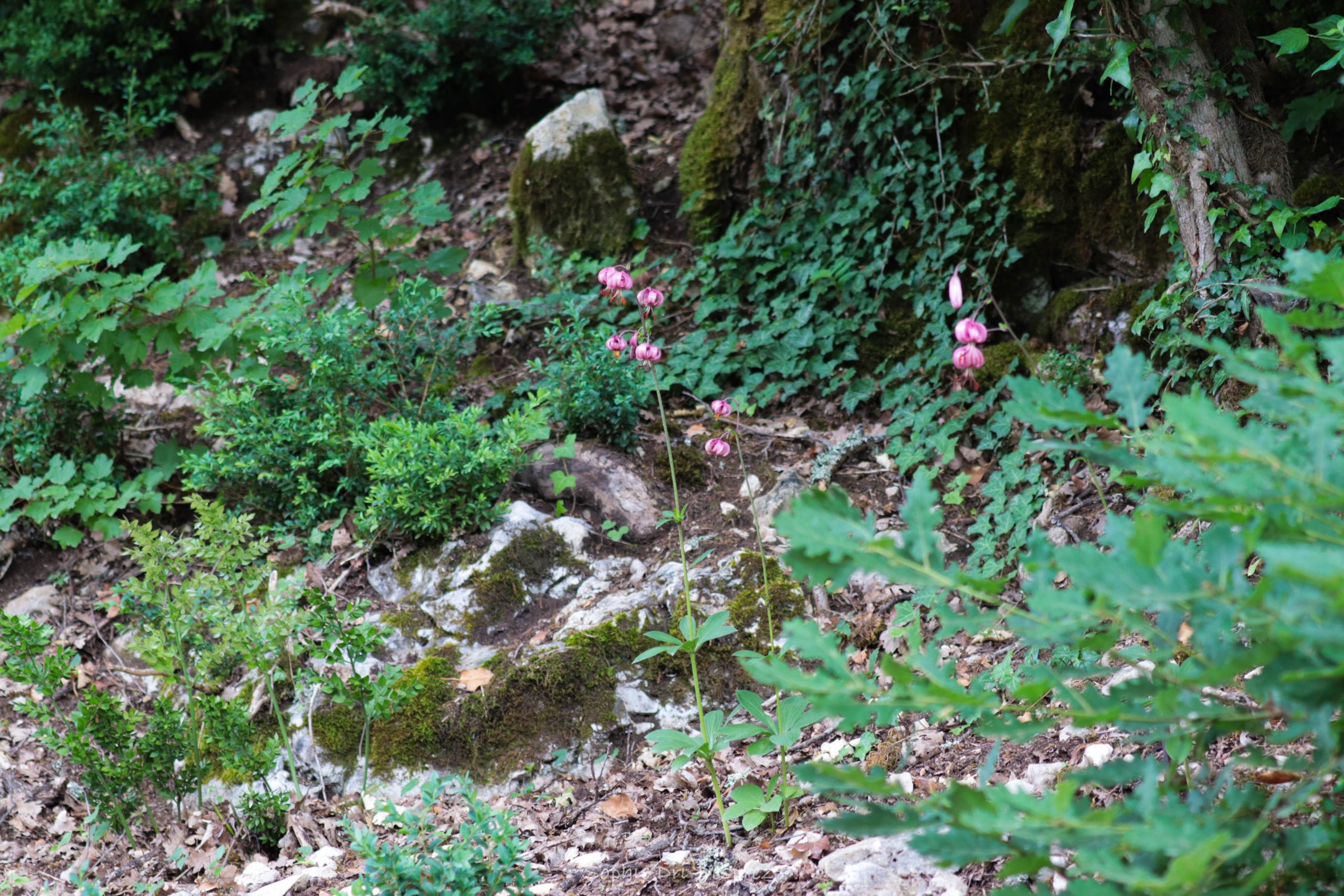 Sa majesté sauvage le Lys Martagon